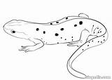 Anfibios Animales Vertebrados Salamandra Biopedia Reptiles Colorea Paso sketch template