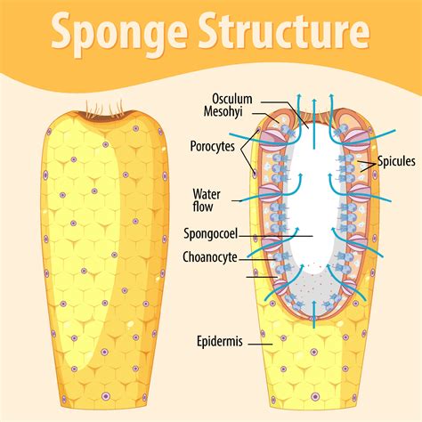 urethral sponge diagram