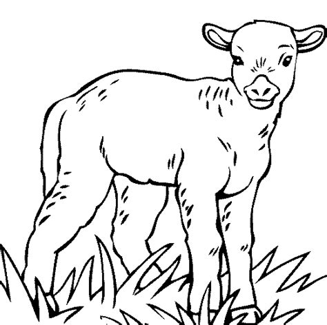 top  baby goat coloring pages