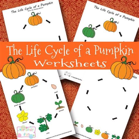 pumpkin life cycle pack  itsy bitsy fun includes