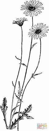 Tattoos Margeriten Rib Coneflower Forearm Trendy Tat Sanskrit Chrysanthemum Oxeye Leucanthemum Designlooter Placement Cage Pens Spine Kategorien Henna sketch template