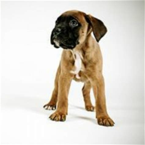 miniature boxer dog breed information