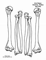 Skeleton Bones Arm Printable Template Drawing Hand Human Anatomy Bone Clipart Make Leg Body Model Skull Label Blank Worksheets Exploringnature sketch template