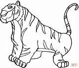 Coloring Tiger Pages Printable Paper Drawing sketch template