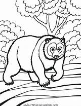Coloring Pages Grizzly Bear Animals Rain Forest Getcolorings Animal Color Rainforest Visit Comments sketch template