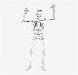 Skeleton Skull Coloring Halloween Human Book Pngkey กระ ด โครง วาด sketch template