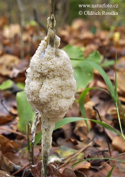 mucilago crustacea var crustacea mushroom  mucilago crustacea var crustacea images