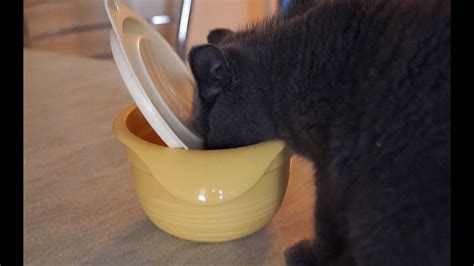 Very Naughty Kitten Is Stealing My Food Youtube