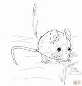 Coloring Pages Mouse Mice Cute Harvest Drawing Wood Easy Drawings Outline Color Printable sketch template