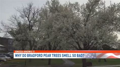 Gnoza Knows It Why Do Bradford Pear Trees Smell So Bad Whp