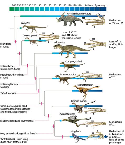 origin  birds understanding evolution