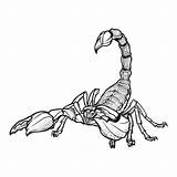 Escorpion Scorpion Scorpio Stylized Zentangle Realista Schorpioen Gestileerde Zodiac 收藏自 sketch template