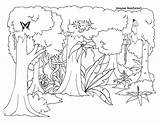 Rainforest Coloring Jungle Forest Pages Diorama Amazon Background Habitat Animals Outline Kids Printables Printable Activities Rain Clipart Tree Habitats Layers sketch template