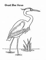 Colorat Starc Heron Planse Berze Herons Desene Animalstown Starci Coloringbook Cuvinte Cheie sketch template