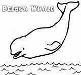 Beluga Coloring Whale Pages Funny Epic Five Kids sketch template