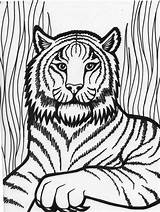 Harimau Anak Koleksi Ringkasan Mewarna Kepada Diberikan Webtech360 sketch template
