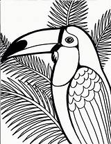 Tucano Jungle Aves Colorear sketch template