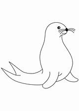 Seal Coloring Animal Artic sketch template