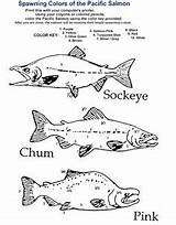 Sockeye Salmon Coloring 301px 63kb sketch template