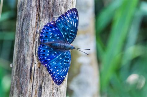 butterfly tree blue nature animals close  wallpapers hd