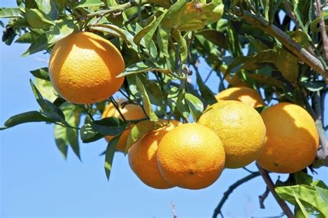 sweet orange essentially aromatherapy