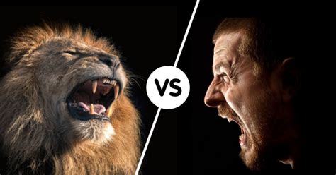 lion  human fight comparison   win wild fighting