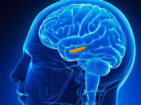 Hippocampal Size May Predict Ect Response In Depression