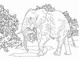 Coloring Elephant African Pages Animals Savanna Realistic Forest Indian Walking Printable Drawing Colouring Supercoloring Color Desert Plants Animal Kids Print sketch template