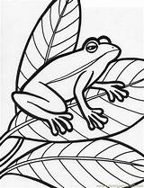 Frog Coloring Pages Printable Kids Amphibian Print Tree Snake Related Item Sideways Book Popular Coloringhome Library Clipart Tattoodaze Bestcoloringpagesforkids sketch template