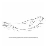 Seal Draw Crabeater Harbor Drawing Seals Step sketch template