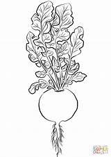 Radish Ausmalbilder Radieschen Celery Zeichnen sketch template