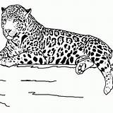 Coloring Pages Animal Realistic Printable Animals Jaguar Outline Print Kids Grassland Teens Clipart Drawing Sheets Color Safari Wildlife Teenagers Online sketch template