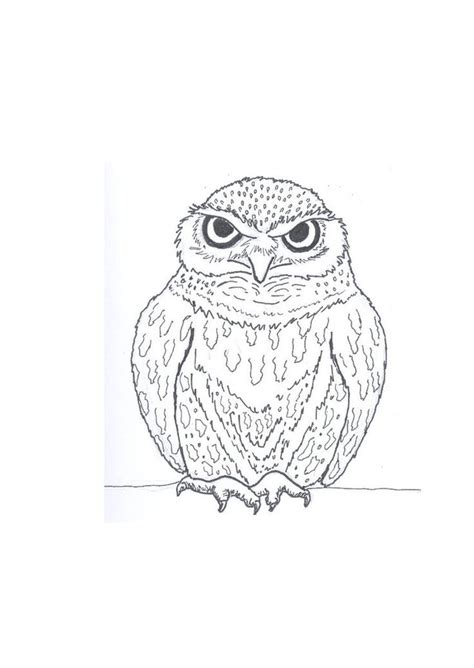 image result  owl  drawing  drawing drawings owl