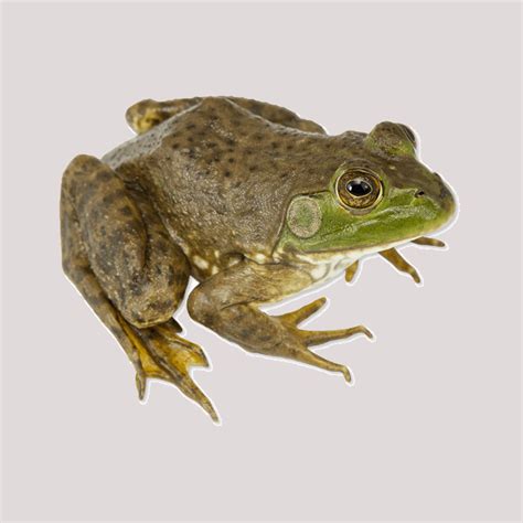 american bullfrog  sale exotic reptiles store