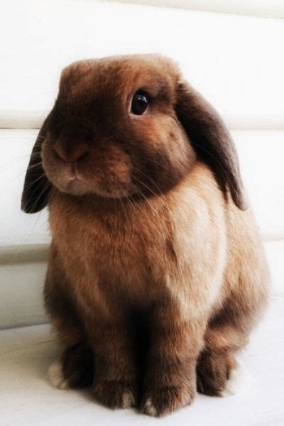 1007 Best Images About Bunnies On Pinterest