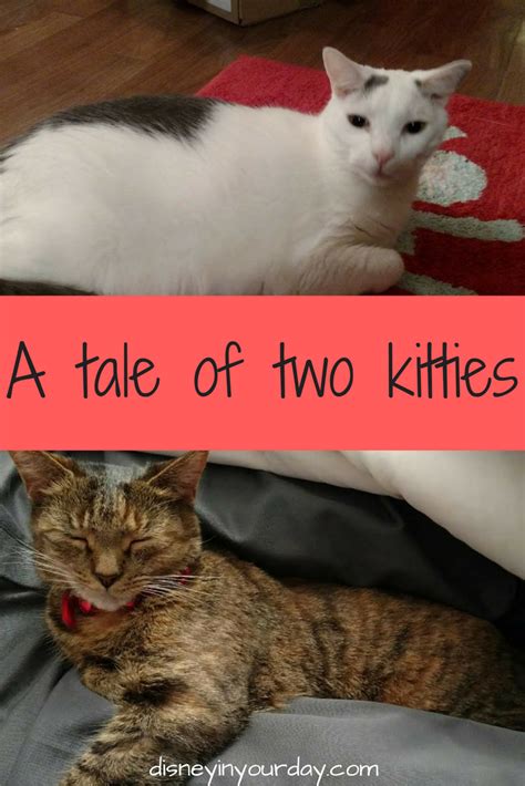 tale   kitties disney   day