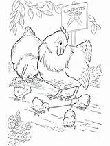 Hen Coloring Chicken French Nugget Pages Drawing Getdrawings Printable Getcolorings Plump sketch template