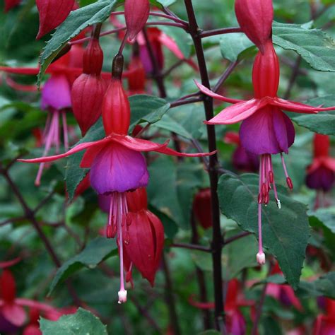 fuchsia flowers photo  fanpop