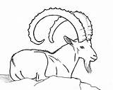 Goat Ibex Drawing Nubian Dairy Goats Drawings Other Getdrawings Wild Dari Disimpan Weebly Infants sketch template