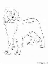 Bernese Coloring Mountain Dog Designlooter sketch template
