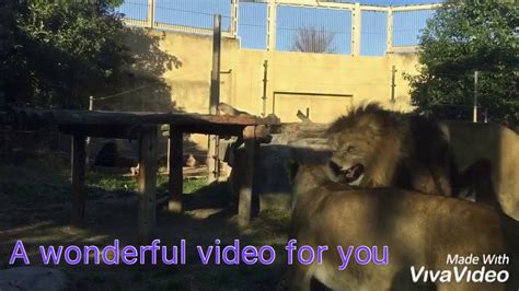 lion sex video live sex video of jungles king lion