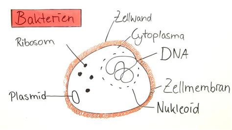aufbau struktur von bakterien erstaunlich einfach erklaert