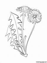 Dandelion Coloring Pages Color Drawing Flower Outline 1coloring Flowers Choose Board 750px 44kb Embroidery sketch template