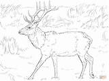 Elk Coloring Deer Pages Drawing Printable Tule Mule Head Colorings Comments Getdrawings Popular Coloringhome sketch template