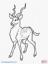 Coloring Antelope Kudu Pages Getdrawings Getcolorings sketch template