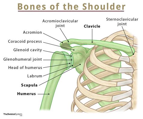 Anatomy Stock Images Upper Arm Bones Scapula Shoulder Blade Joint My