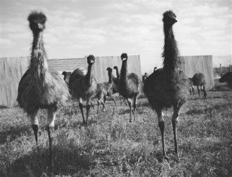 remembering australia s loss in the great emu war of 1932 13 photos thechive