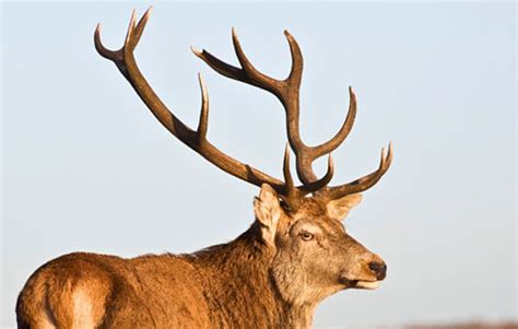 The Truth About Deer Antler Spray