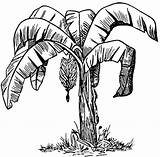 Bunch Bananowiec Kolorowanka Netart Dibujo Drzewo Platano Banano Sketsa Druku Terlengkap Buah Nangka Hojas Malowankę Wydrukuj sketch template