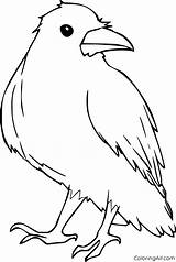 Raven Coloring Pages sketch template